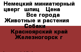 Немецкий миниатюрный(цверг) шпиц › Цена ­ 50 000 - Все города Животные и растения » Собаки   . Красноярский край,Железногорск г.